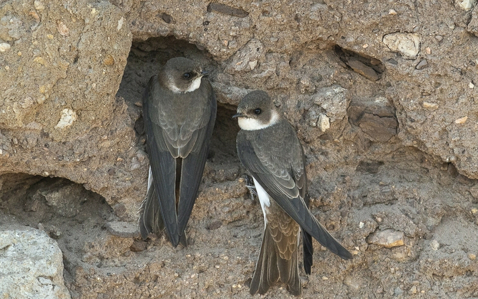 Naturparadies Grünhaus / Uferschwalben an Bruthöhlen, Foto: Frank Leo / fokus natur, Lizenz: NABU-Stiftung Nationales Naturerbe