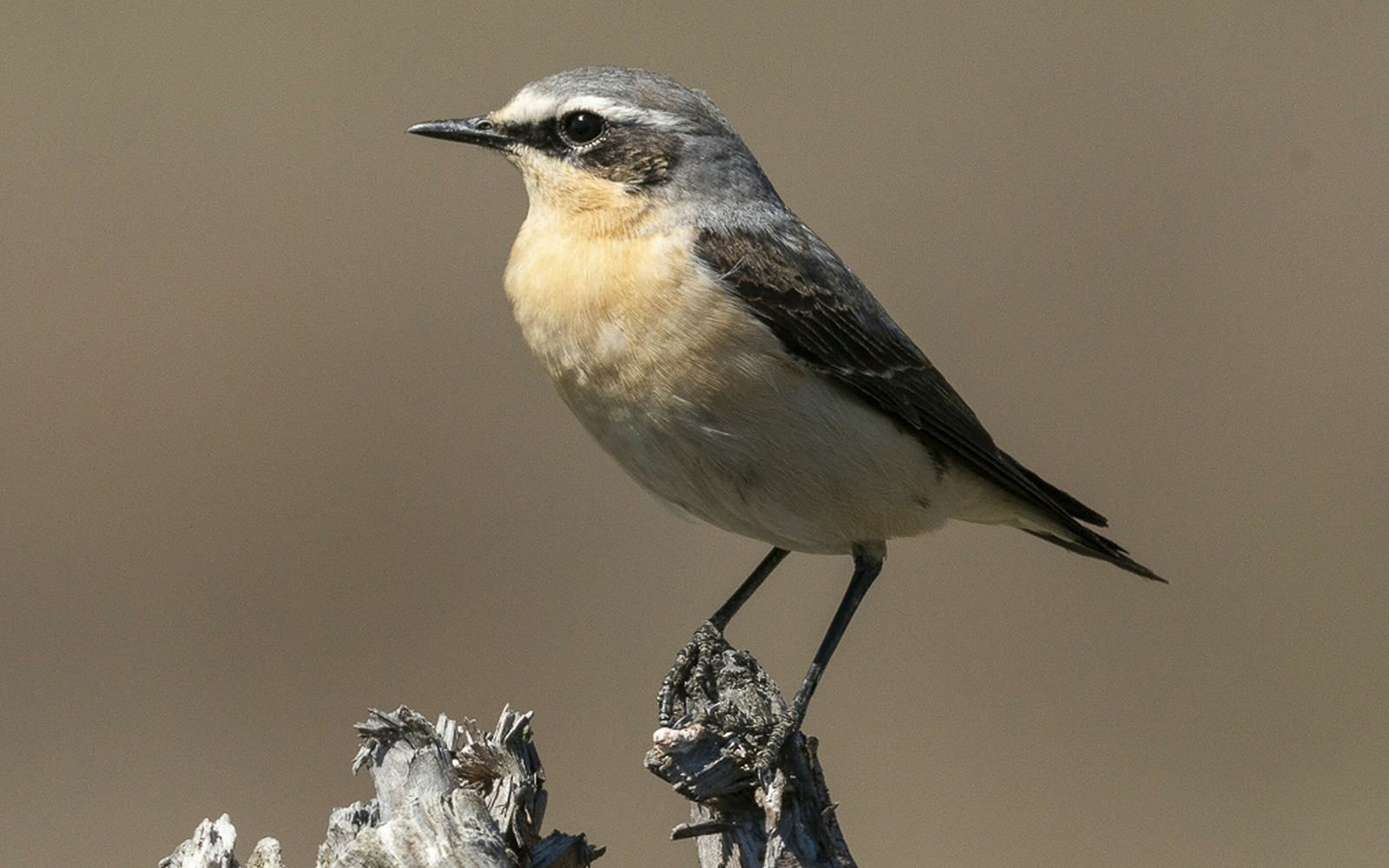 Naturparadies Grünhaus / Steinschmätzer-Männchen, Foto: Frank Leo / fokus natur, Lizenz: NABU-Stiftung Nationales Naturerbe