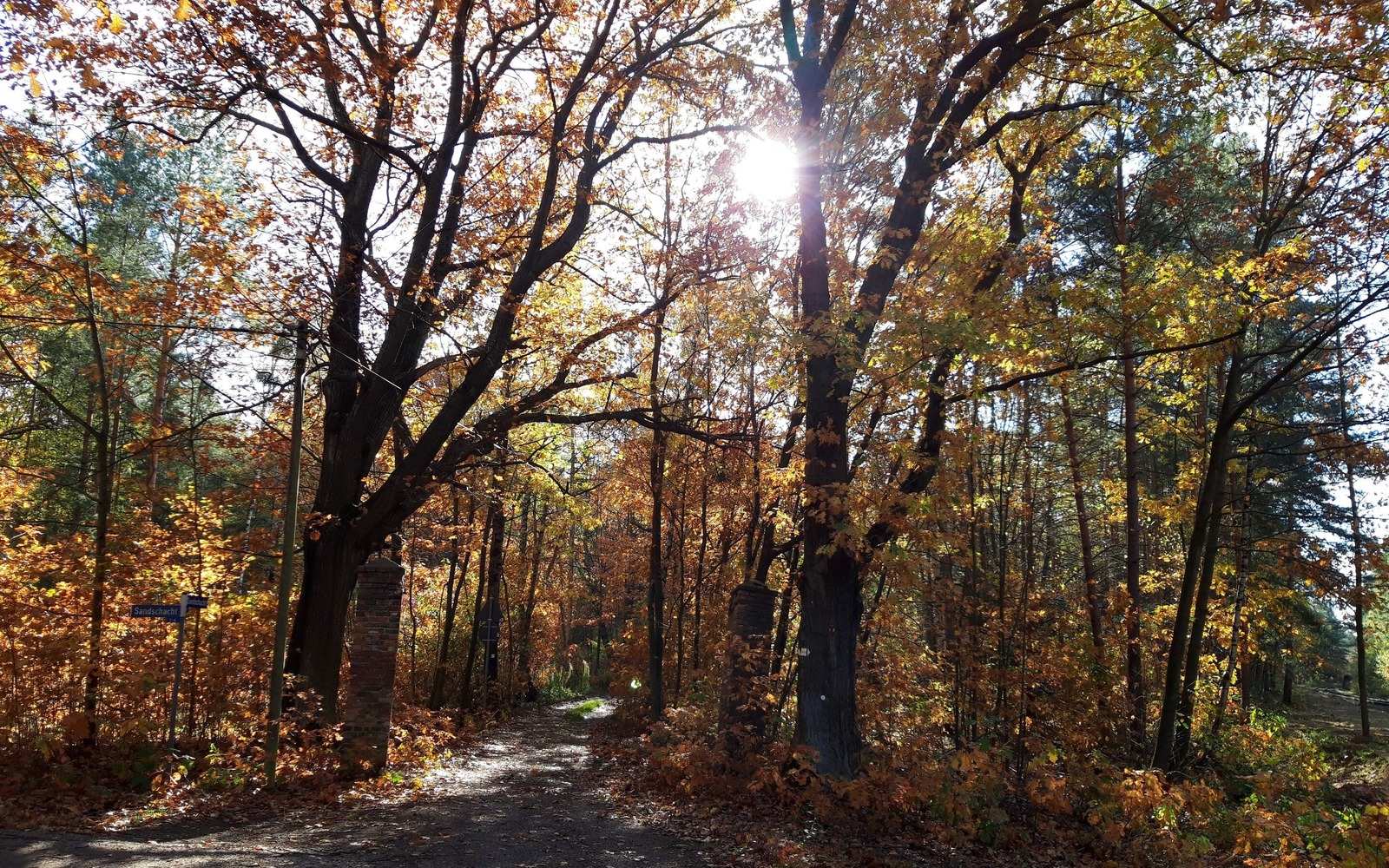 Herbstlicher Wald, Foto: Anja Meisler, Lizenz: Tourismusverband Lausitzer Seenland e.V.