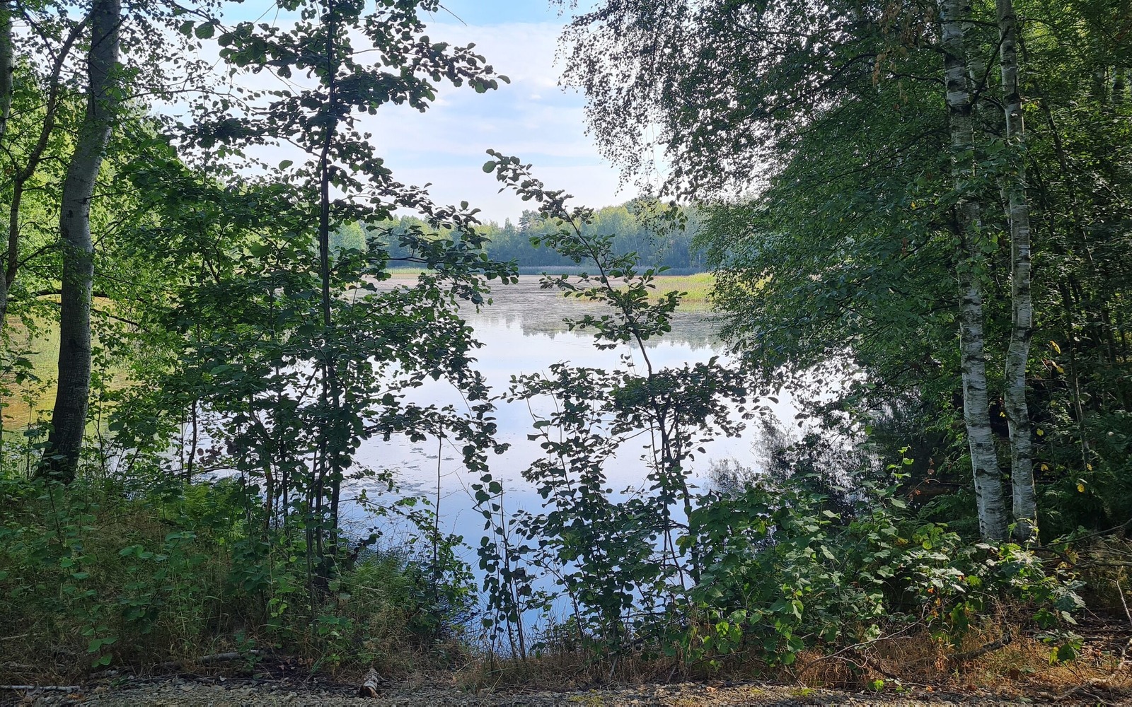 Dubringer Moor, Foto: Eva Lau, Lizenz: Tourismusverband Lausitzer Seenland e.V.