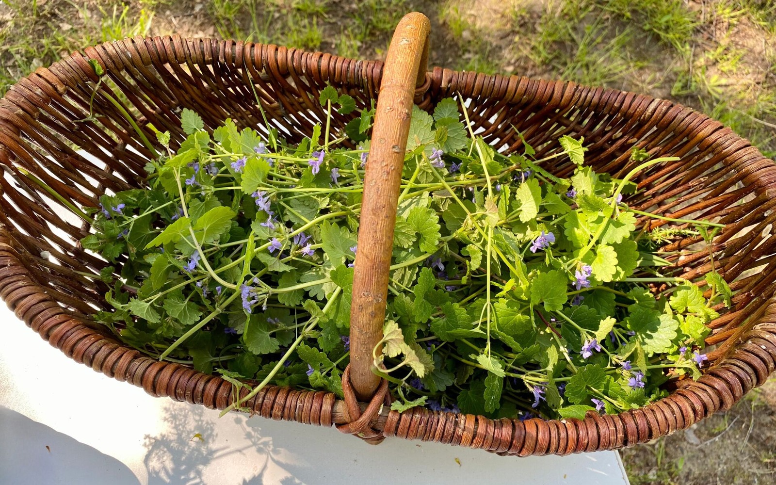 Sammelkorb mit Gundermannkraut, Foto: Claudia Mönch, Lizenz: Claudia Mönch