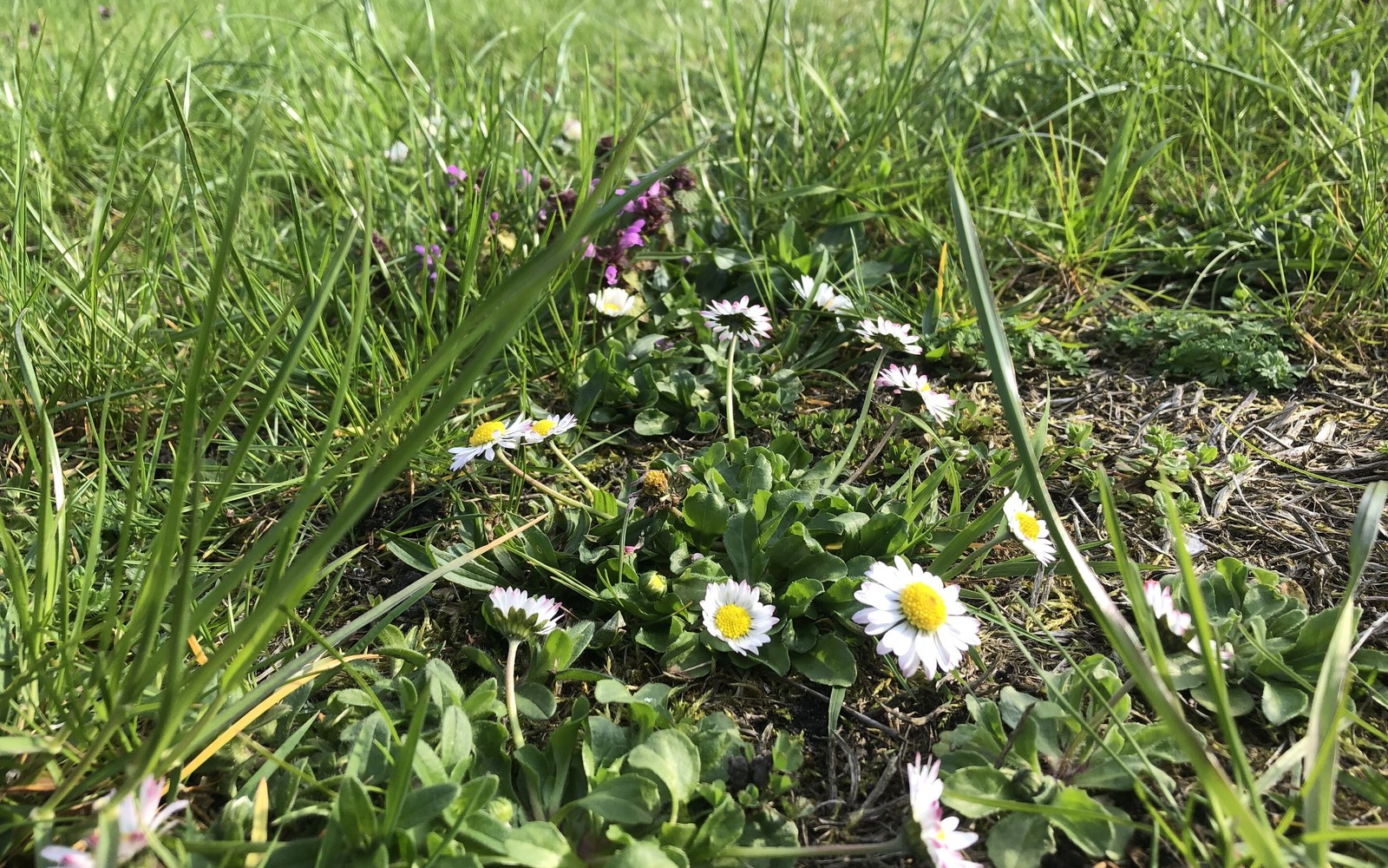 Gänseblümchen im Garten, Foto: Gregor Kockert, Lizenz: Tourismusverband Lausitzer Seenland e.V.