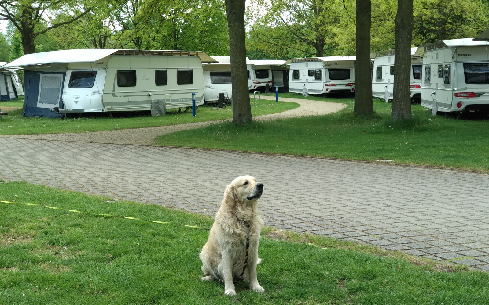Holidays with your dog at Komfortcamping Senftenberger See, Foto: Saskia Müller, Lizenz:  Zweckverband Lausitzer Seenland Brandenburg