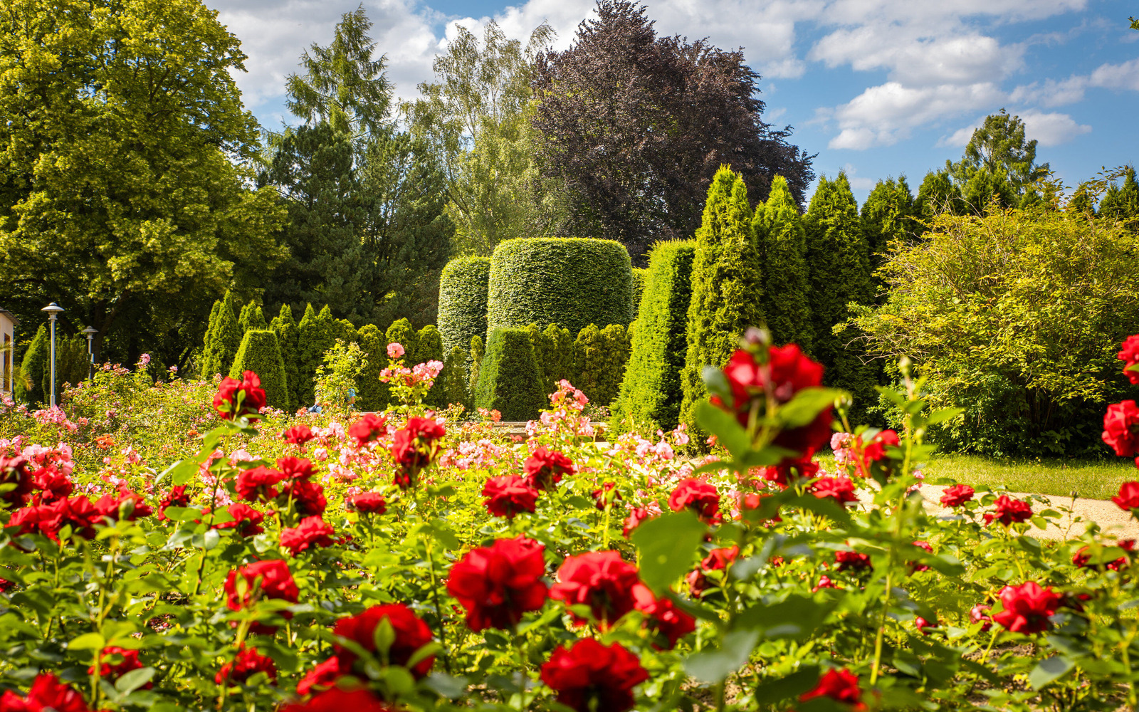 Ostdeutscher Rosengarten Forst (Lausitz), Foto: Patrick Lucia, Lizenz: PatLografie
