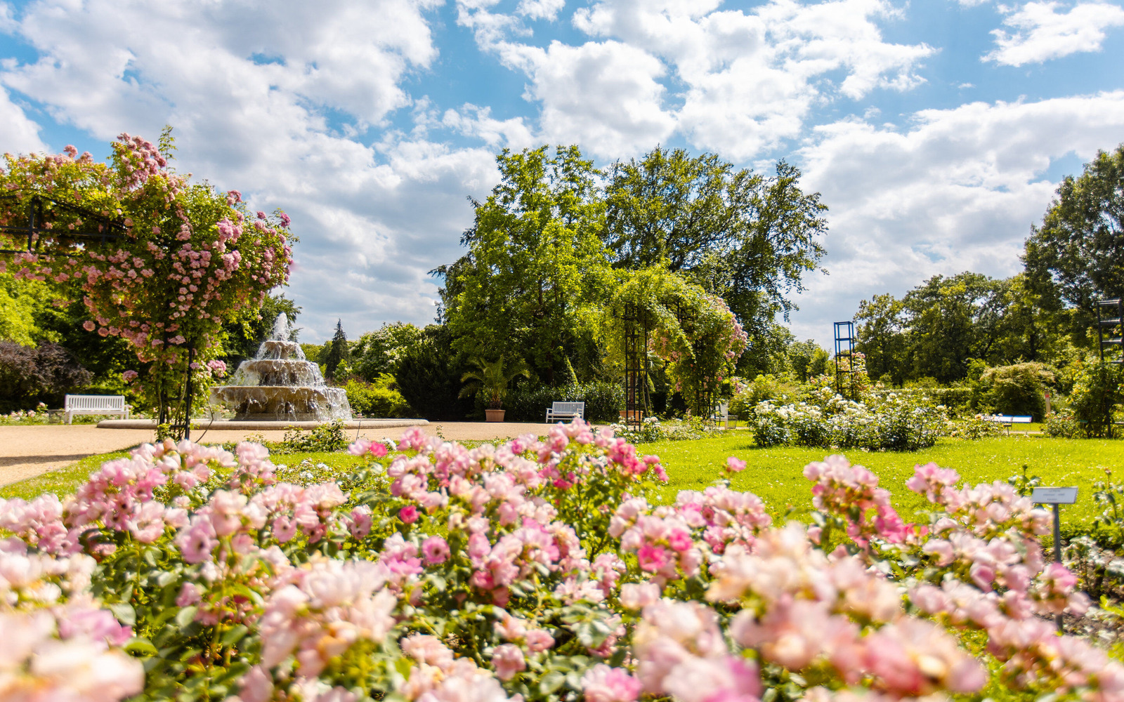 Ostdeutscher Rosengarten Forst (Lausitz), Foto: Patrick Lucia, Lizenz: PatLografie