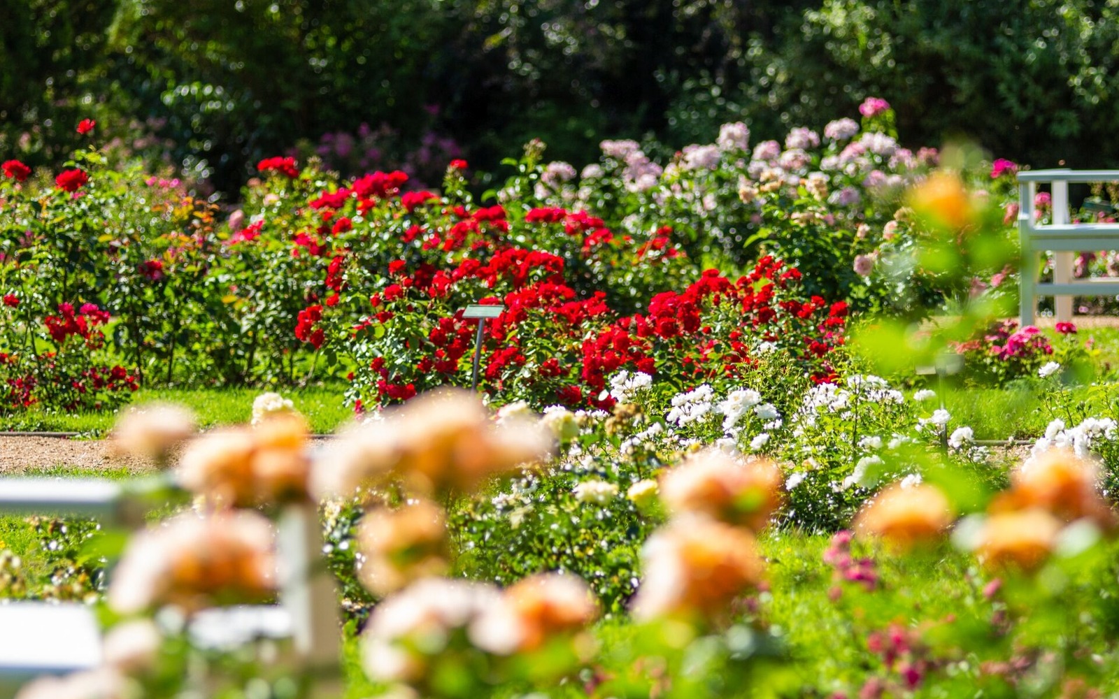Rosenblüte im Rosenpark, Foto: PatLografie, Patrick Lucia, Lizenz: Stadt Forst (Lausitz)/ EBKTM